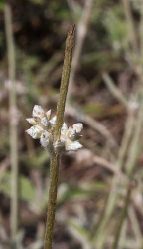 Froelichia gracilis #8